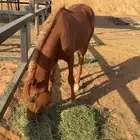 مهر شعبي العمر سنتين الموقع الداهنه الصامل يتواصل واتساب