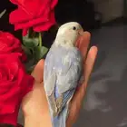 للبيع ببغاء الروز