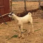 مشروع فحل بيشي