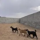 جفار عوارض
