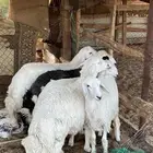 حريات طليان للبيع