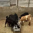 معزا عوارض اغلبها جفرات منوت القناي