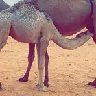 حشو لبانيه تحت امهاتها