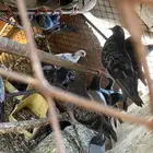 حمام بلدي