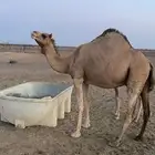 ناقه خلفه للبيع