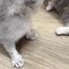 كيتن سكوتش فولد للحجز للبيع