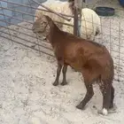 خروف سواكني