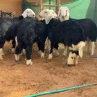 طليان ذبايح فاخرة