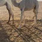 قعود