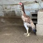 فرخه الماني ع سندي