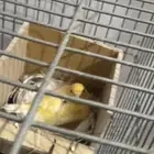 كناري