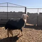 للبيع رخل نجديه