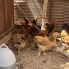 دجاج براهما