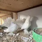 حمام رقاص هندي
