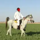 حصان واهوو