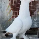 جوز سوداني منتج شرط