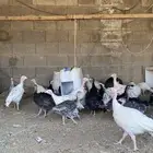 دجاج رومي العمر 4 شهور