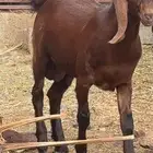 تيس قبرصي فاخر