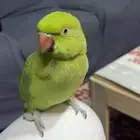 ذرة أنثى الليفه