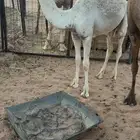 حواره مقنوي