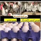 يوجد عندي دجاج فيومي ألمنيوم اسعر 35 ولا يجي غير صامل