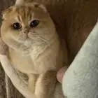 قط ذكر سكوتش فولد لون نادر للتزاوج فقط