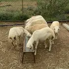 خرفان