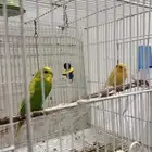 كناري وبادجي منتجه