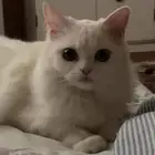 قطط للبيع