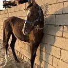 مهر شعبي
