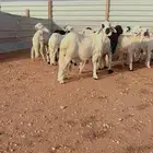 سواكني حري رفيدي برابر نعيم تيوس