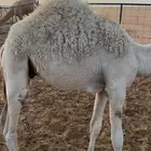 حشووو لبانيه