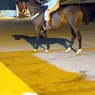 فرس شعبيه