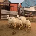 رخال تأسيس مراح ( تم البيع )