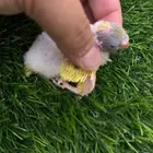 فرخ بادجي للتبني