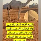 للبيع القحه طيبه جدا والقحه على ولد الحاكم