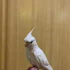 كروان البينو وهدد متكلم