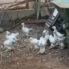 صوص براهما