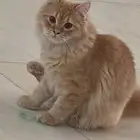 قطط التبني شيراز 2ذكر عمر خمسة اشهرونصف