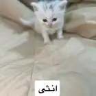 قطط للبيع