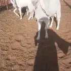 تيس وعنزين مشروكات