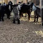 ذبايح عوارض