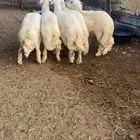 طليان فل شحم مقفله