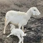 شاه خلفه (( تم البيع ))