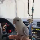 روز اليف