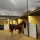 حصان جزيري واهو