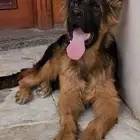 كلب جيرمن شيبرد لونق هير