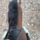 أنا أتبنى جميع أنواع الخيول في الشرقيه