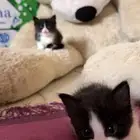 قطط نص هملايا