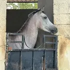 ايواء خيل في اسطبل خاص - بايكات خيل للايجار